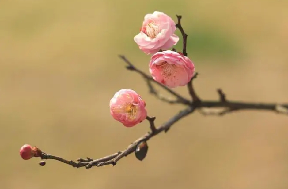 桃花和梅花怎么区分？惊艳早春一眼辨真伪!