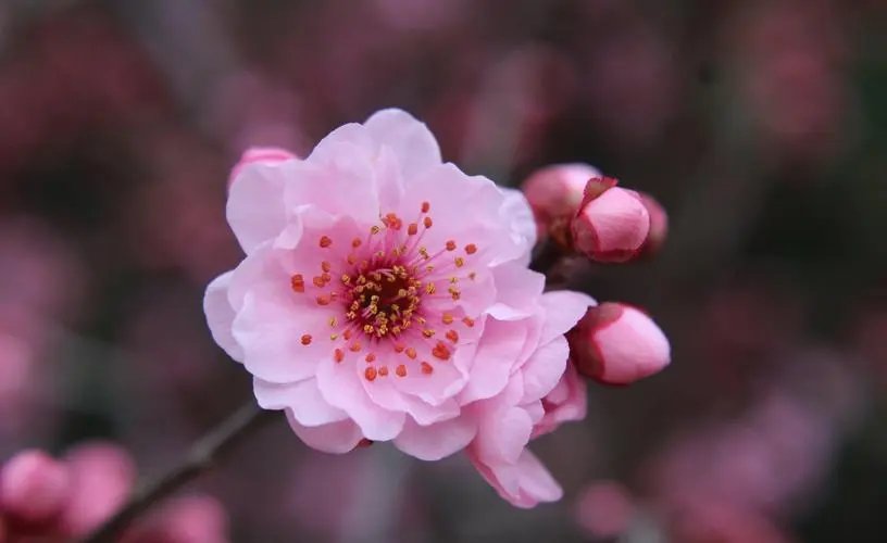 春日里的吉祥之花：美人梅的花语与风水宝藏