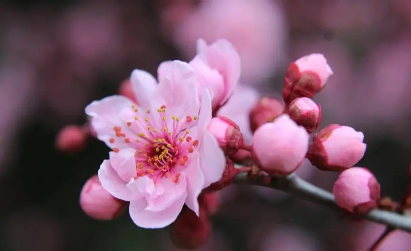 春日里的吉祥之花：美人梅的花语与风水宝藏