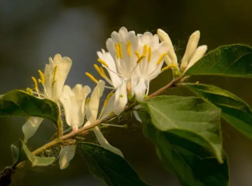 金银花身份揭秘：究竟是木本还是草本植物分类？