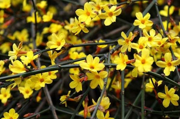 迎春花遭遇“生死劫”。拯救迎春花枝叶萎蔫干枯宝典。