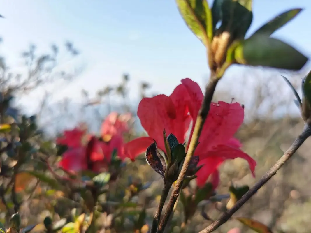 啼血成花，春日双绝-杜鹃花与杜鹃鸟的神秘联系