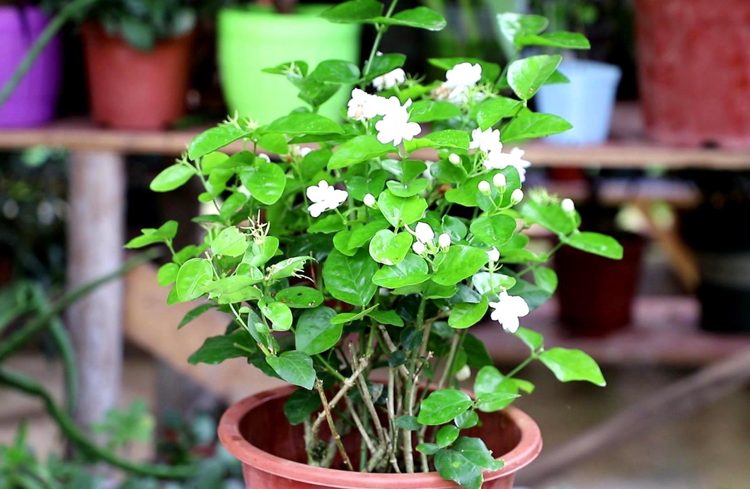 <b>家中茉莉花盆栽花朵能泡水喝吗？自制清新茶饮。</b>