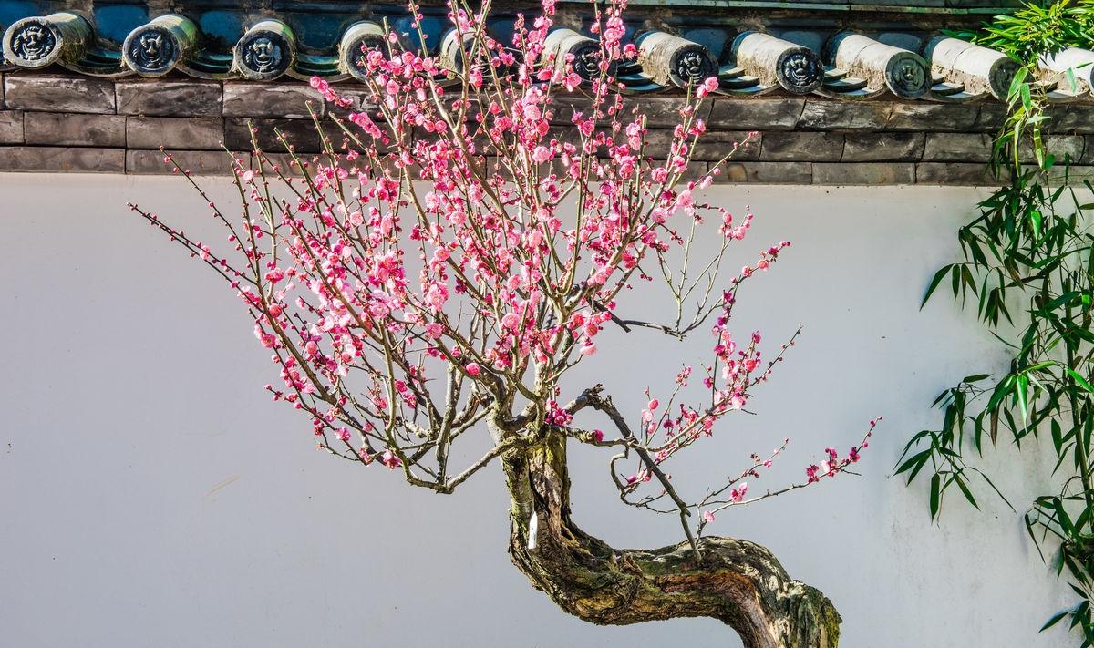 一树梅花一院香，风水大师教你梅树种植风水指南