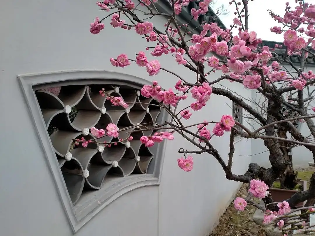 一树梅花一院香，风水大师教你梅树种植风水指南