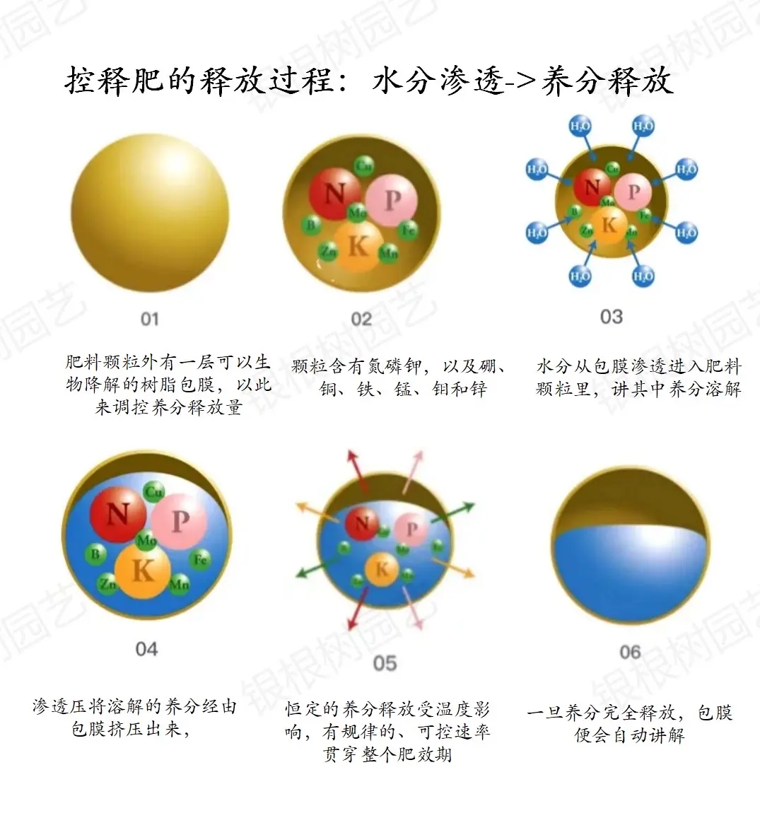 缓控释肥：为作物量身定制的“营养餐”