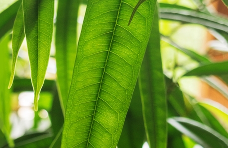 植物百科：，长叶榕是乔木还是灌木植物，长叶榕生长要求指南