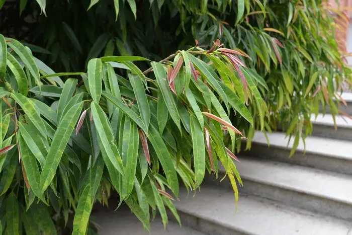 植物百科：，长叶榕是乔木还是灌木植物，长叶榕生长要求指南