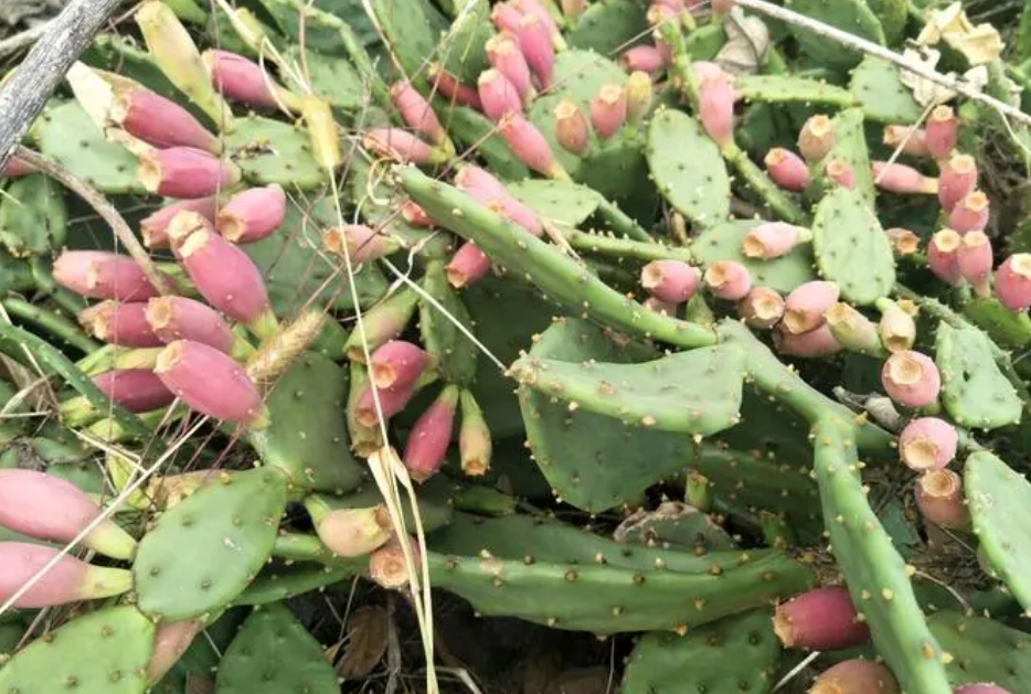 仙人掌果每年都结果吗？生长周期与影响因素关系