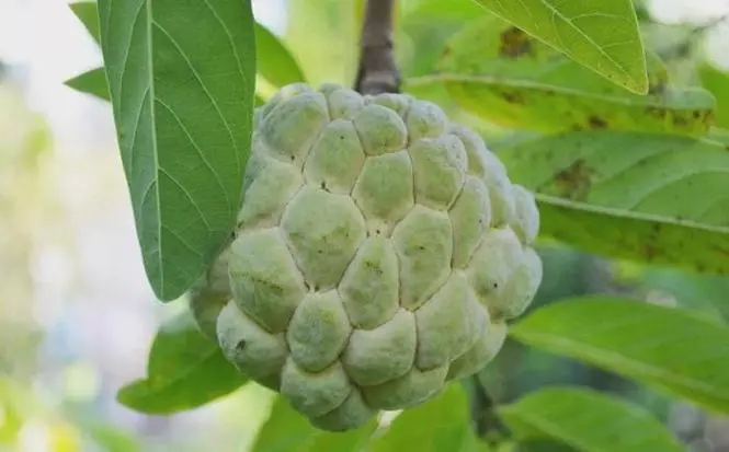 果中奇缘！与火龙果形神相似的10种水果介绍