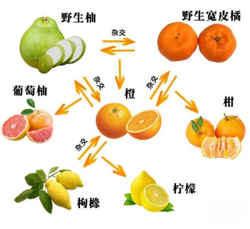 橙子与桔子的分类依据与区别特征。