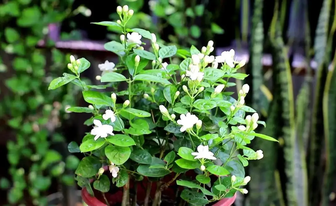 鲜花百科：花香很清香的花卉排行榜前十