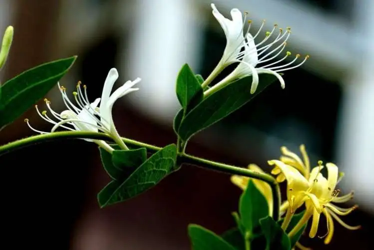 鲜花百科：花香很清香的花卉排行榜前十