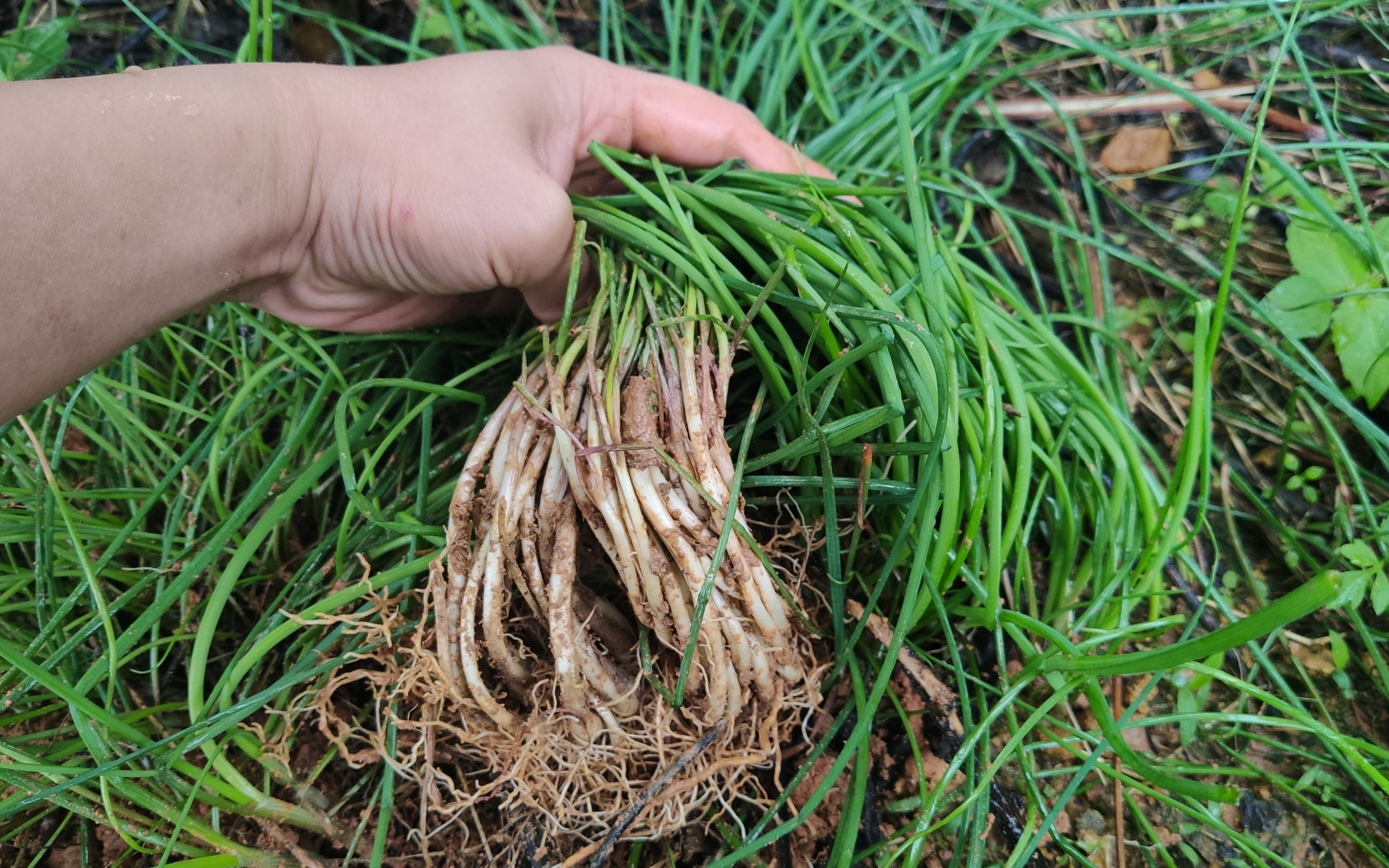 野外寻宝：十种好吃还超有营养的野菜宝藏