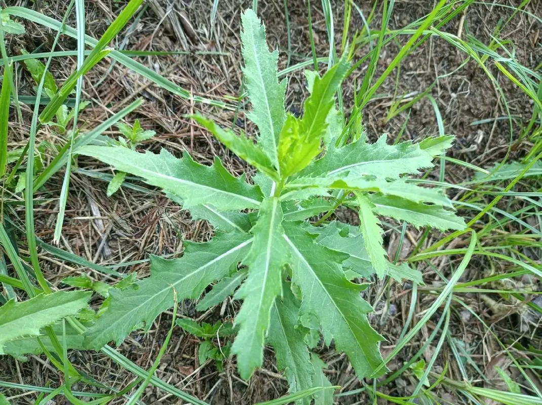 野外寻宝：十种好吃还超有营养的野菜宝藏