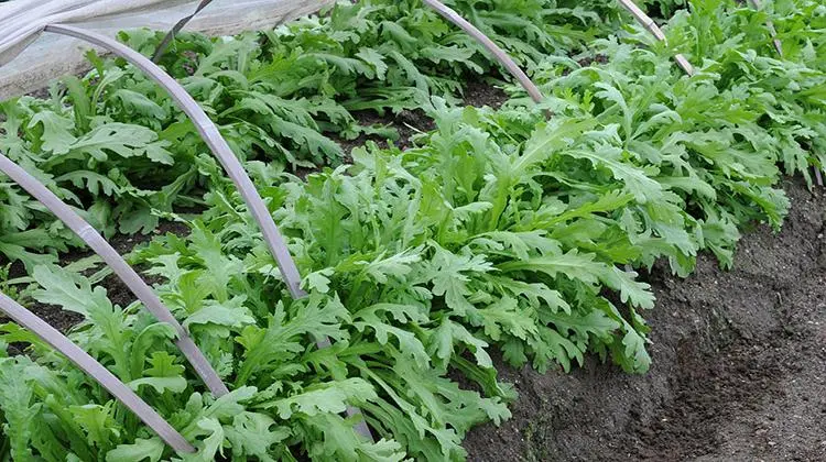 大棚茼蒿夏季高产栽培技术分享，实现茼蒿丰收梦