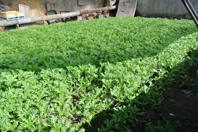 大棚茼蒿夏季高产栽培技术分享，实现茼蒿丰收梦