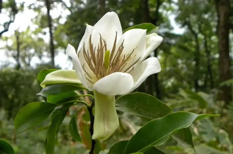 珍稀植物树种：长蕊木兰的生态魅力与研究保护 