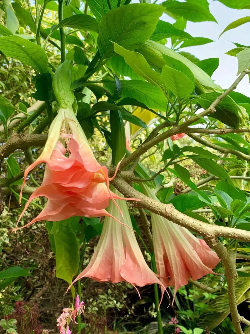 曼陀罗花：美丽与毒性并存的神秘花卉