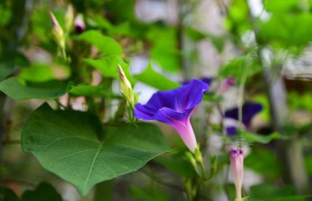 牵牛花为何叫牵牛花？分享背后的故事与传说