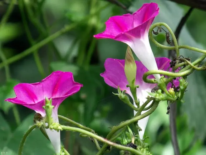 牵牛花为何叫牵牛花？分享背后的故事与传说