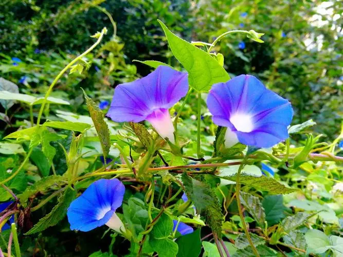 牵牛花为何叫牵牛花？分享背后的故事与传说