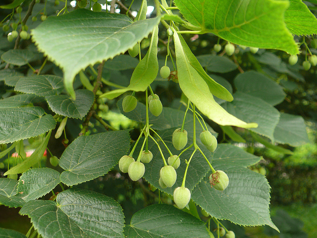 三花冬青：冬季里生命力不凡的自然瑰宝