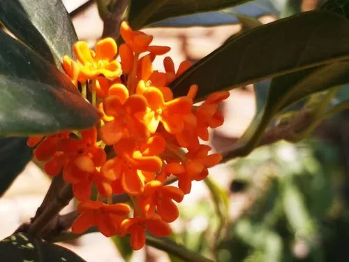 秋季室内绿植花卉推荐：10种花卉让家更温馨