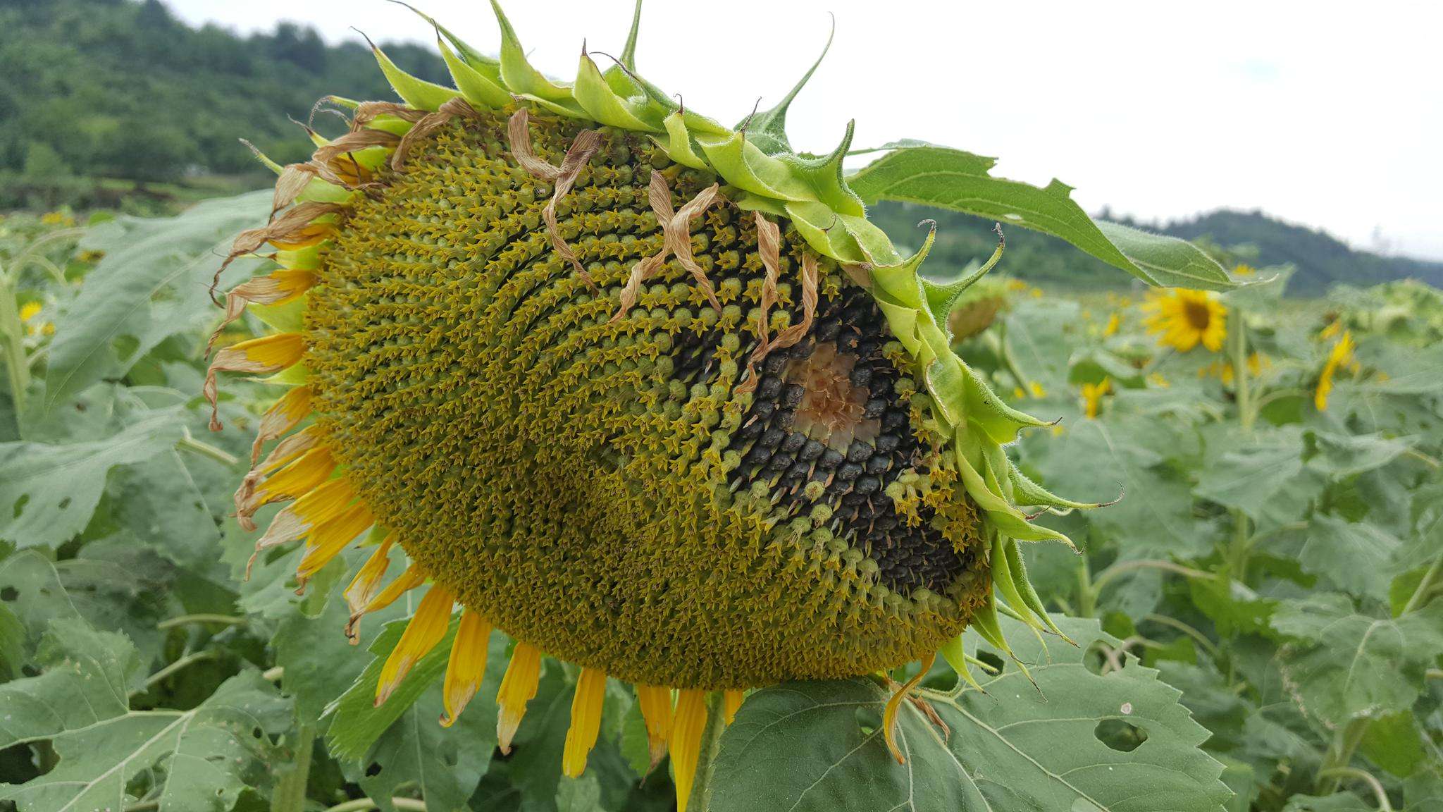 向日葵的成长之路：开花后多久能迎来瓜子的丰收？