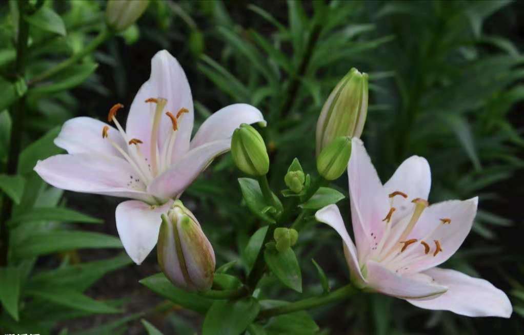 百合花竟然也可以吃！自然食材新味蕾风味