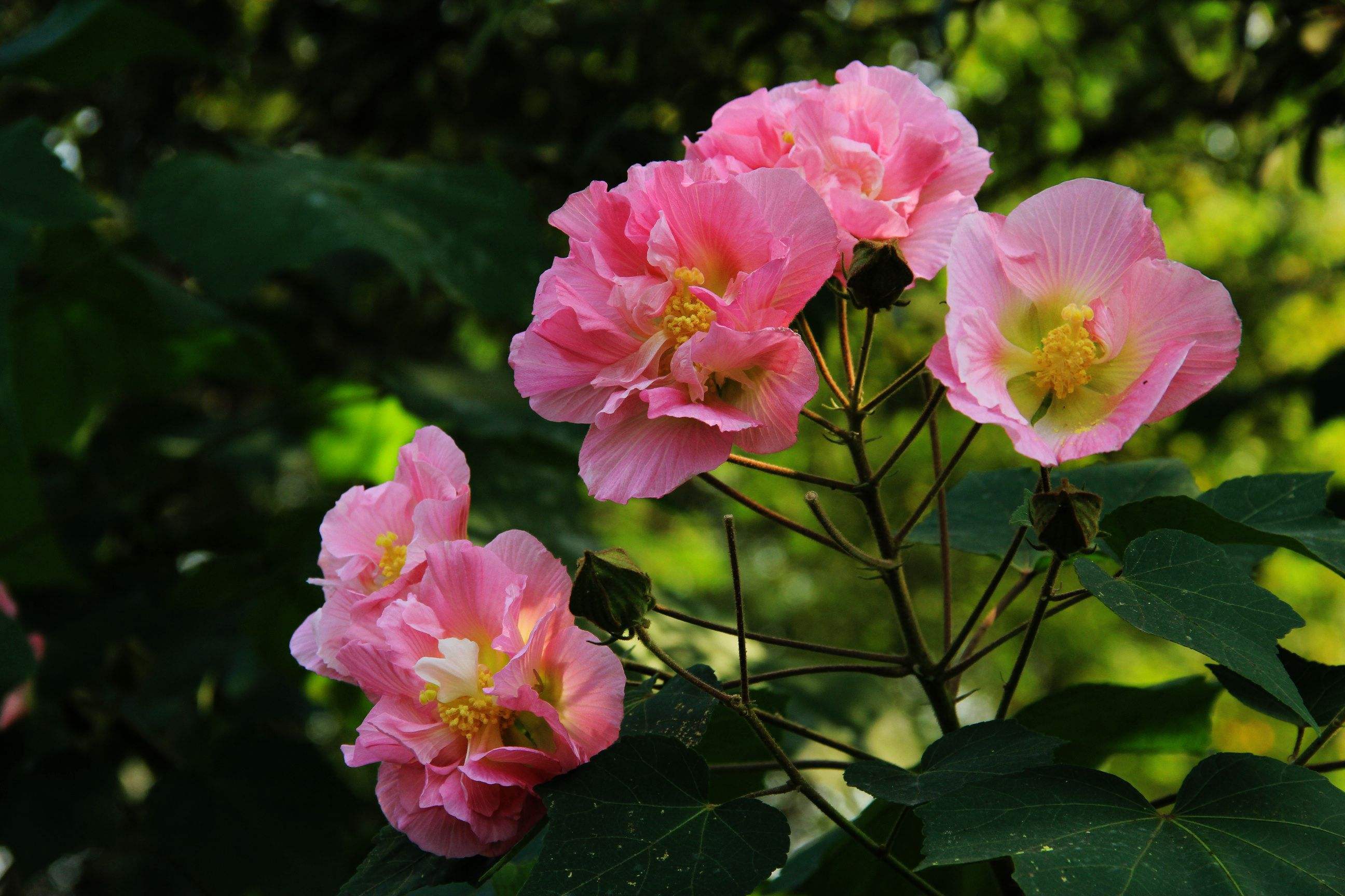 芙蓉花是一年生还是多年生植物？