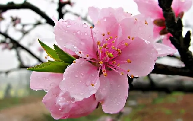 春日花语：樱花与桃花的风情你偏爱哪一种？