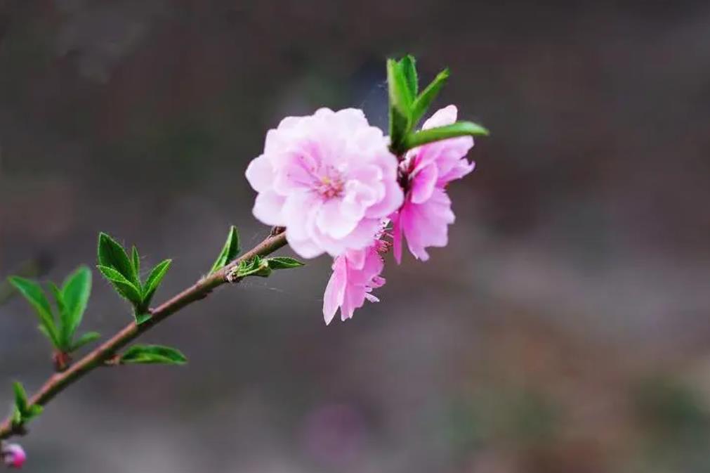 桃花知识百科：桃花怎么分辨雌蕊和雄蕊