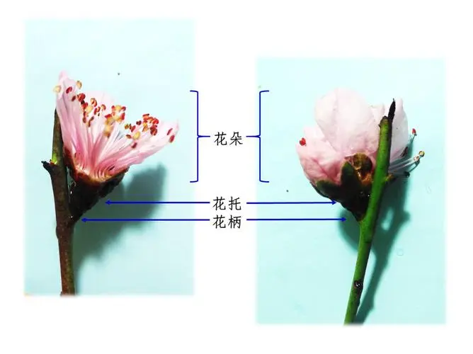 桃花知识百科：桃花怎么分辨雌蕊和雄蕊