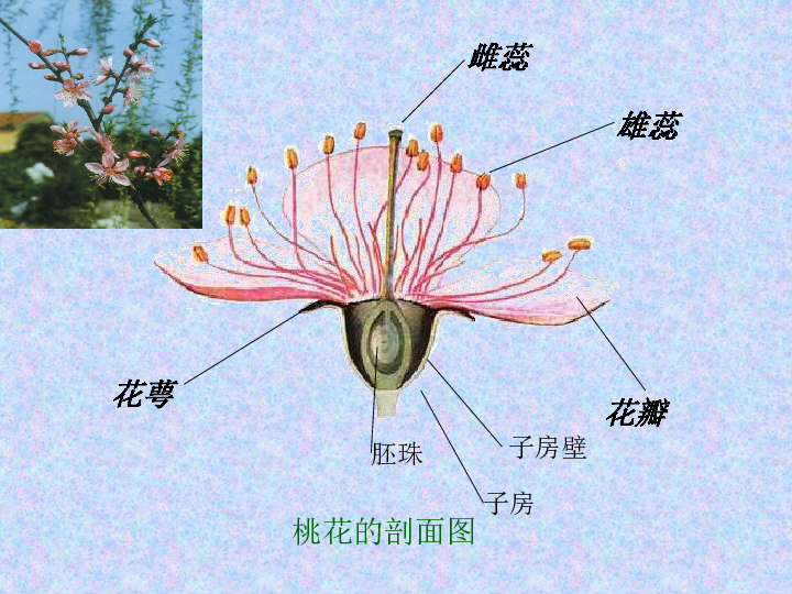 桃花知识百科：桃花怎么分辨雌蕊和雄蕊