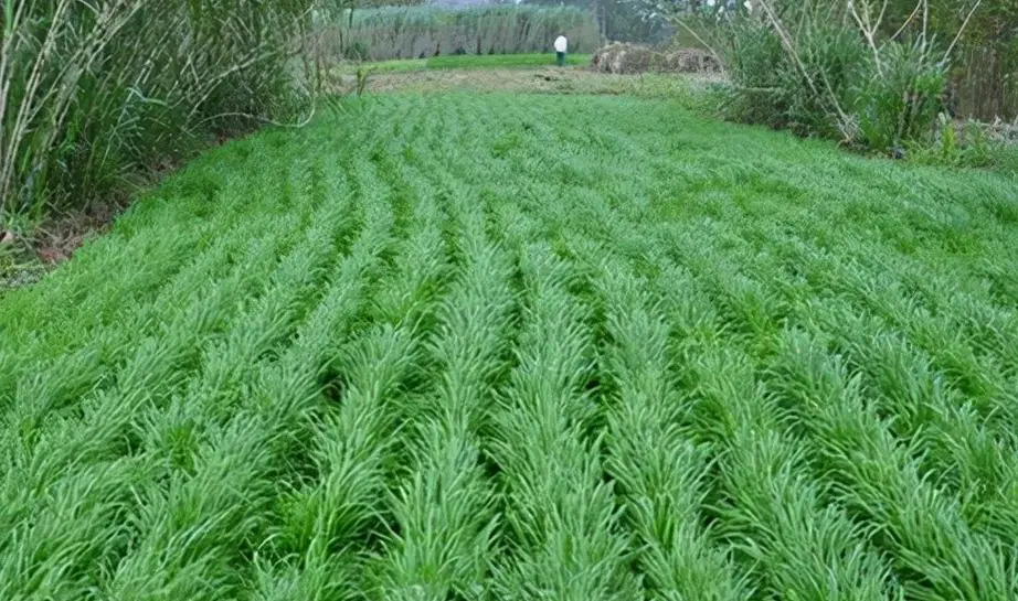 黑麦草-绿色养殖的明星—种植方法与季节选择攻略