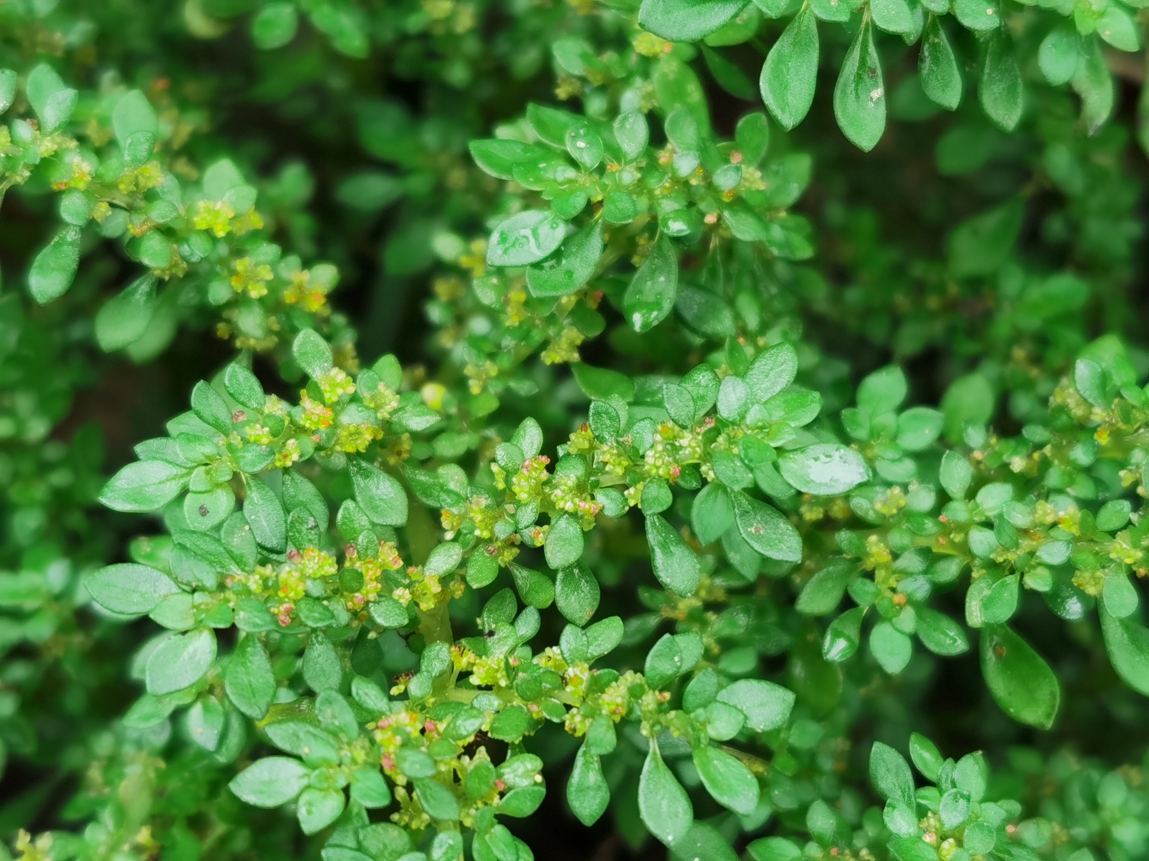 小叶冷水花：容易栽培且功效多样的药用观赏植物