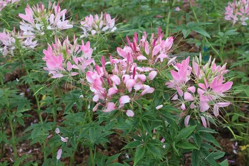 醉蝶花花语：送上一束醉蝶花，赞美神秘与勇气