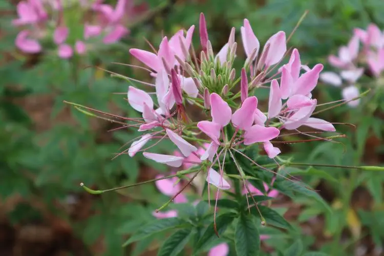 醉蝶花花语：送上一束醉蝶花，赞美神秘与勇气