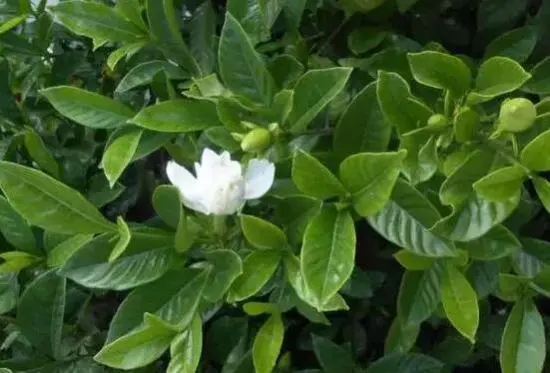 揭秘栀子花只长花苞不开花的四大元凶