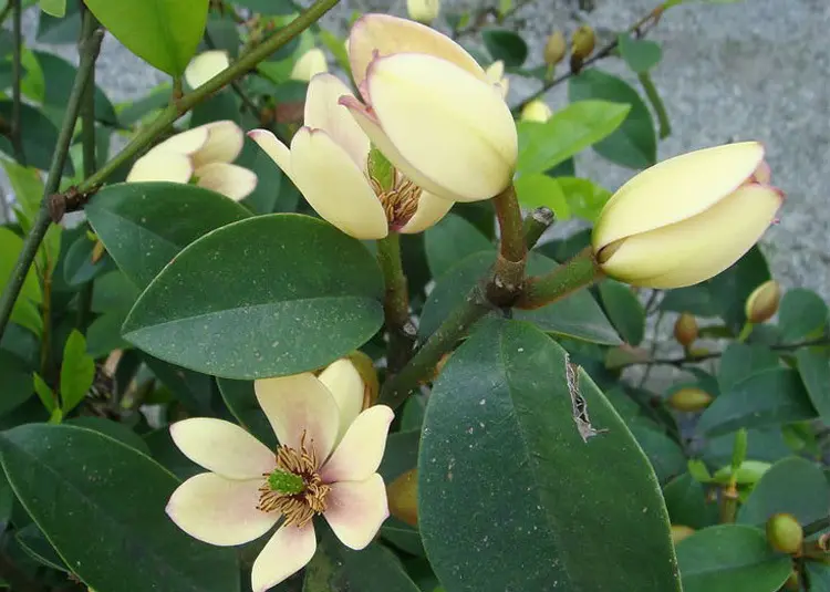 含笑花是什么植物，含笑花开微笑醉人间