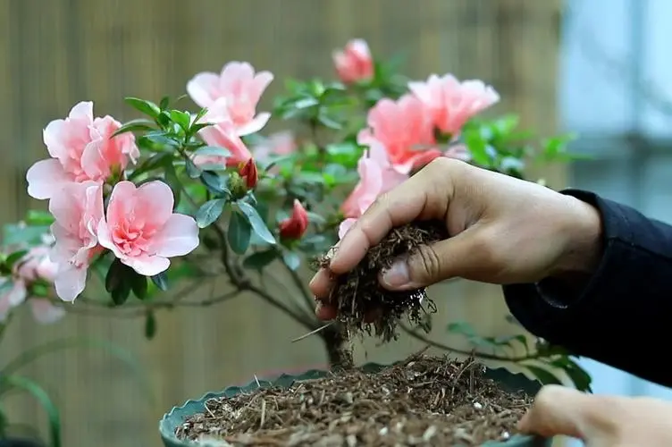 春日花语：杜鹃花专属生长土壤和环境你了解多少？