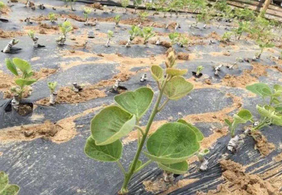 猕猴桃果苗什么时候可以种植，丰收从种植黄金时机开始