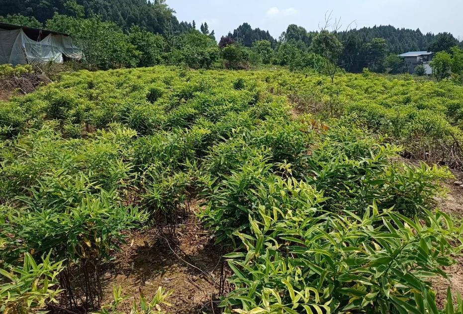 黄精高产高效种植法，细节管理效益倍增