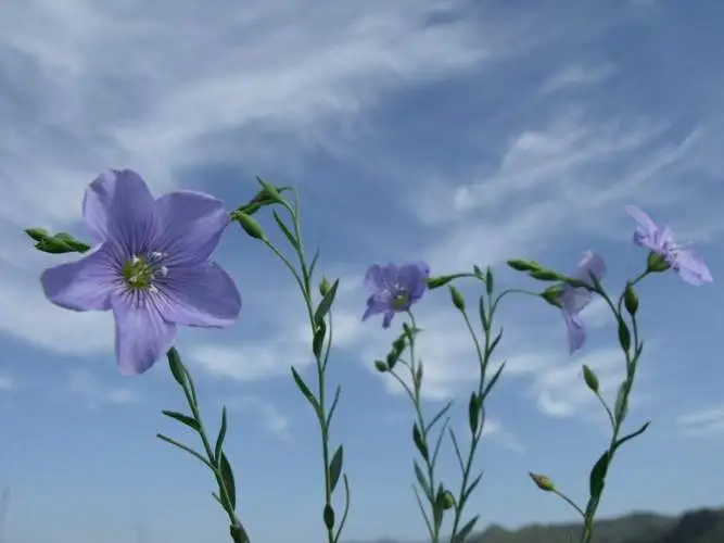 胡麻花不仅是山野之花，盆栽也能养出风景