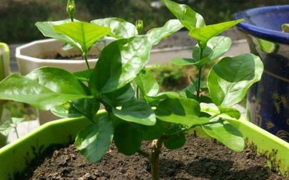 茉莉花成活率高的繁殖扦插视频，一学就会的茉莉花养殖视频教学