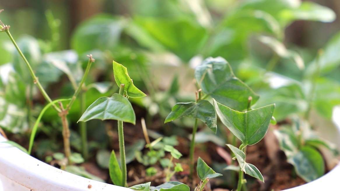 茉莉花成活率高的繁殖扦插视频，一学就会的茉莉花养殖视频教学