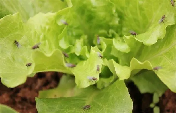 守护生菜品质：生菜有什么虫害需要打农药？