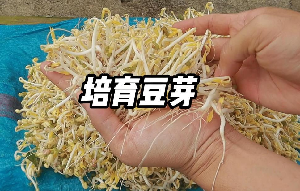 豆芽家庭DIY速培发芽制作视频教程分享