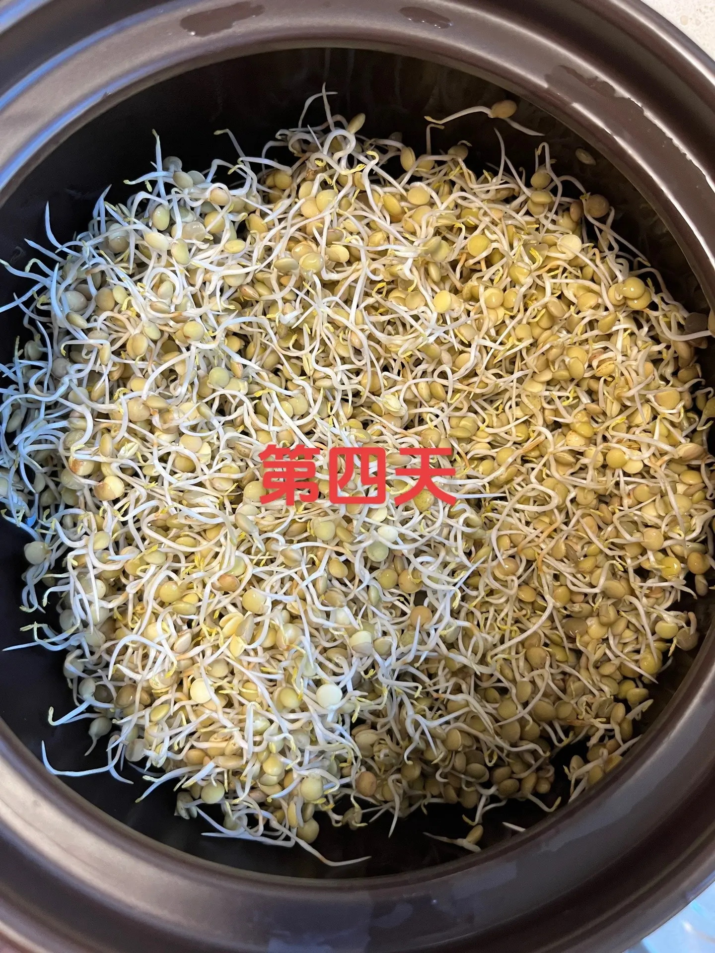 豆芽家庭DIY速培发芽制作视频教程分享